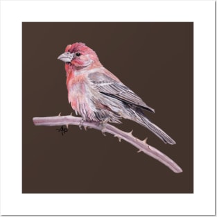 House Finch Watercolor Posters and Art